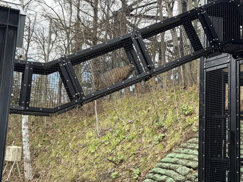 Фотография с манулом