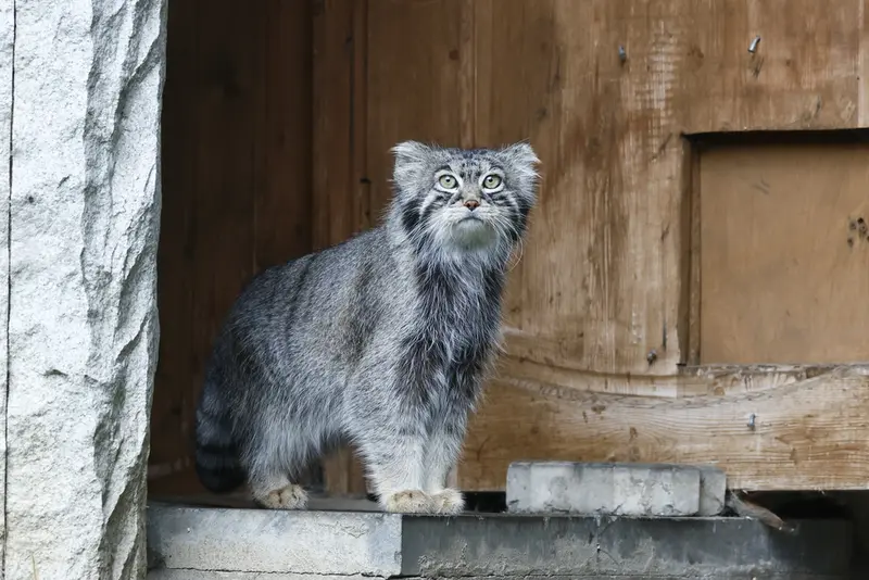 Фотография с манулом