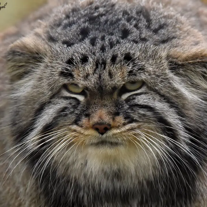 Манул Енисей из Сафари-заповедника Люминьи