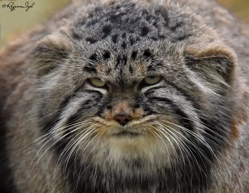 Фотография Енисея в Сафари-заповеднике Люминьи