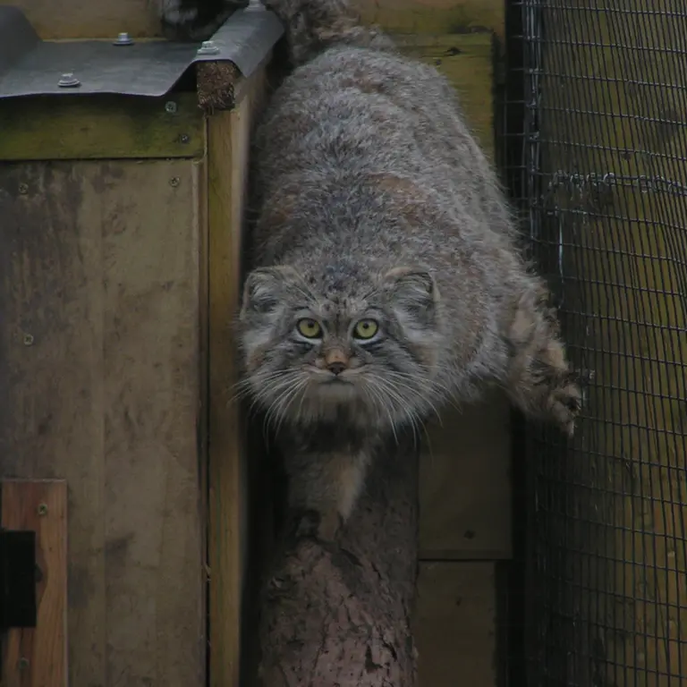 Фотография Алтая в Лэйклэнде Вайлдлайф Оазисе