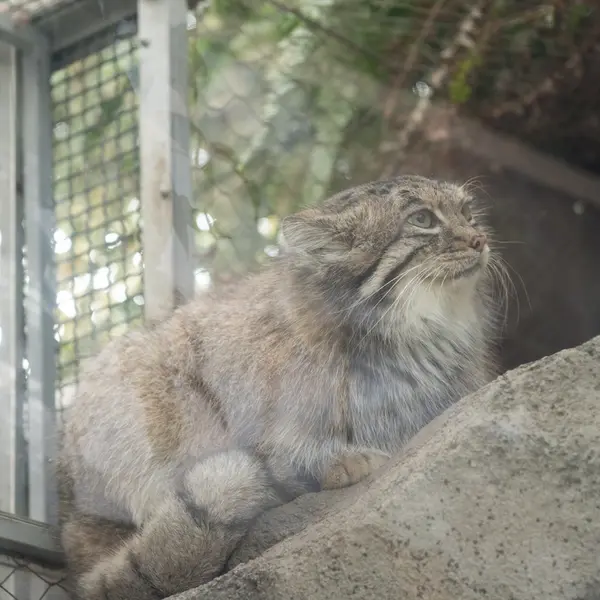 Фотография Аз в Царстве Животных Кобе