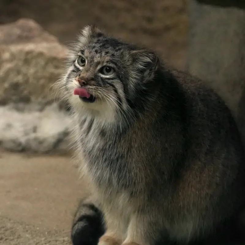 Фотография Аз в Царстве Животных Кобе