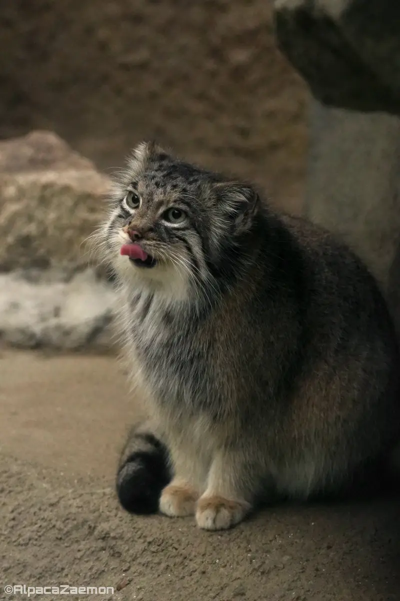 Фотография Аз в Царстве Животных Кобе