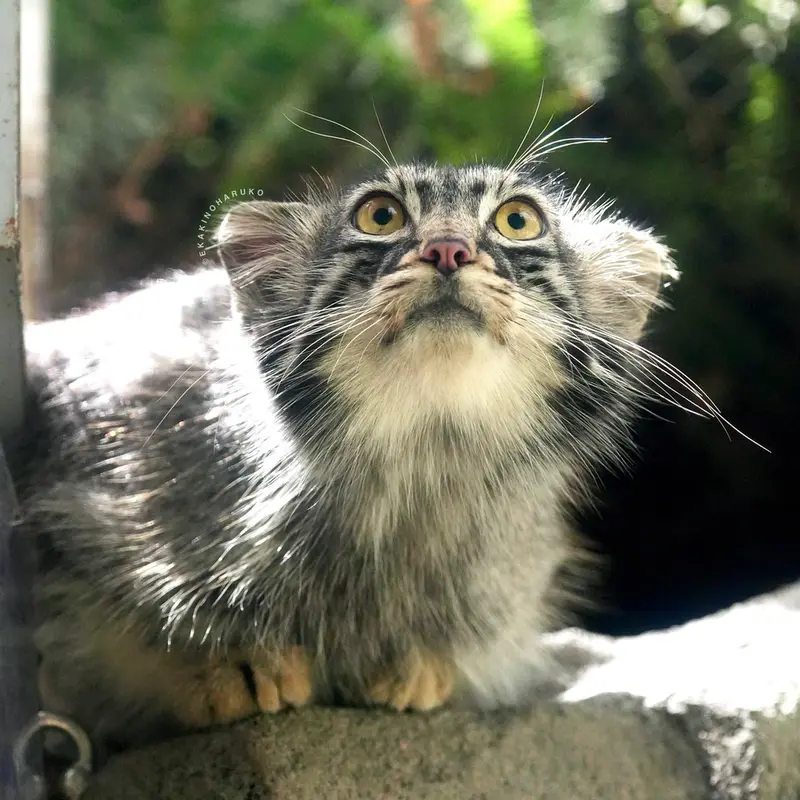 Фотография Мей в Царстве Животных Кобе