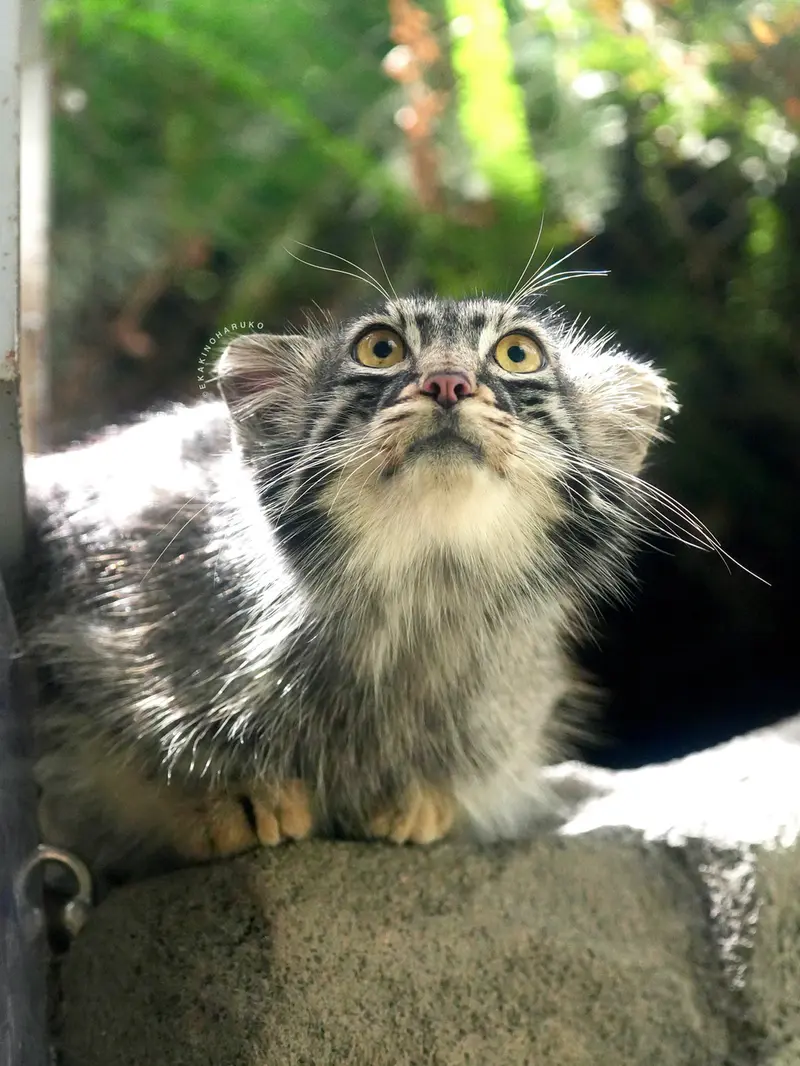 Фотография Мей в Царстве Животных Кобе