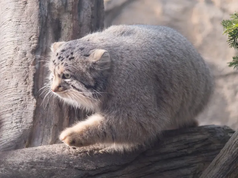 Фотография Нагому в Царстве Животных Насу
