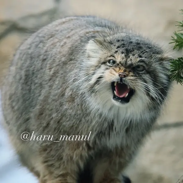 Фотография Полли в Царстве Животных Насу