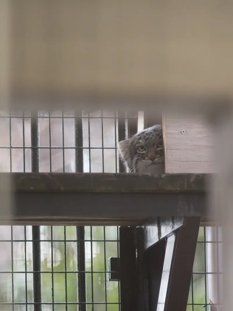 Фотография Фиги в Зоопарке Ногеяме