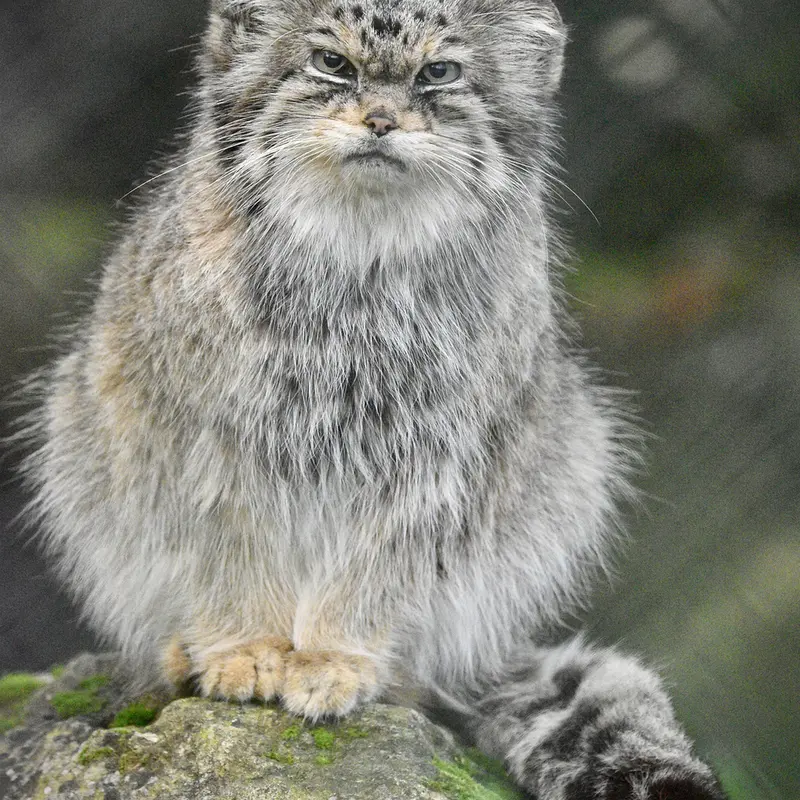 Фотография Джучи в Парке Диких Животных Хоулеттс