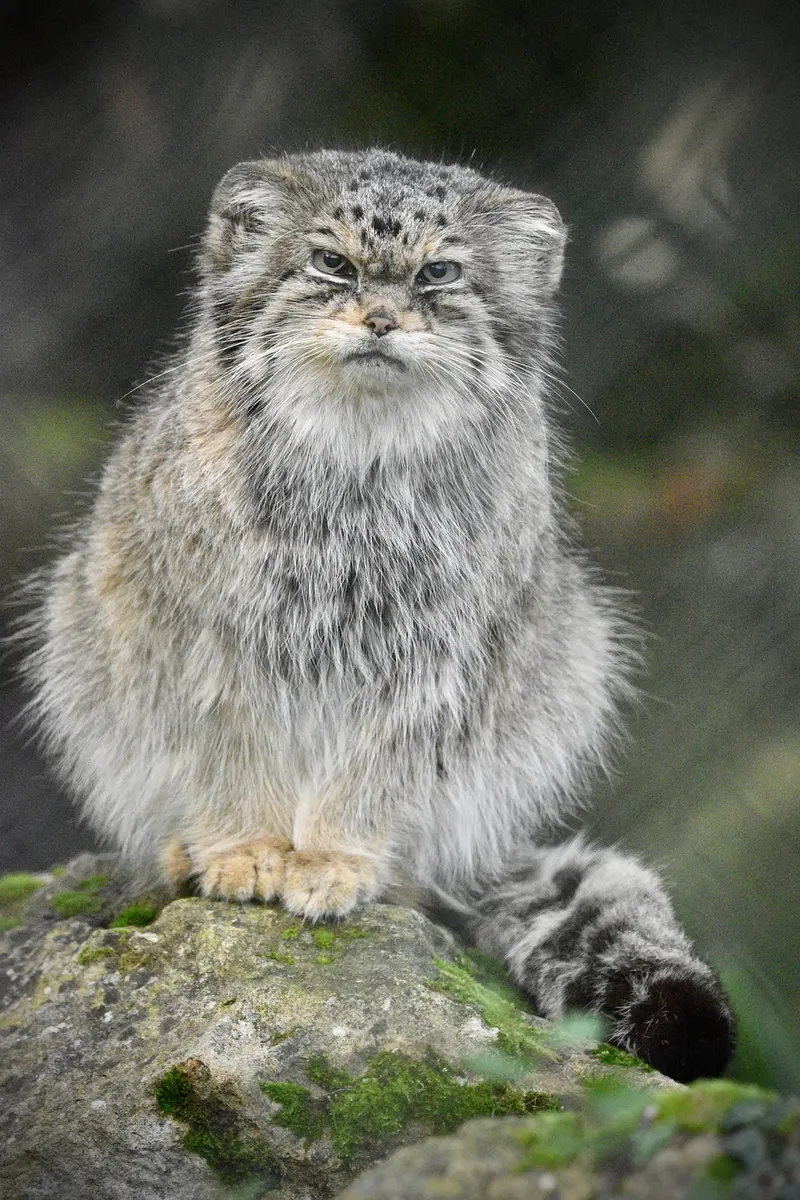 Фотография Джучи в Парке Диких Животных Хоулеттс