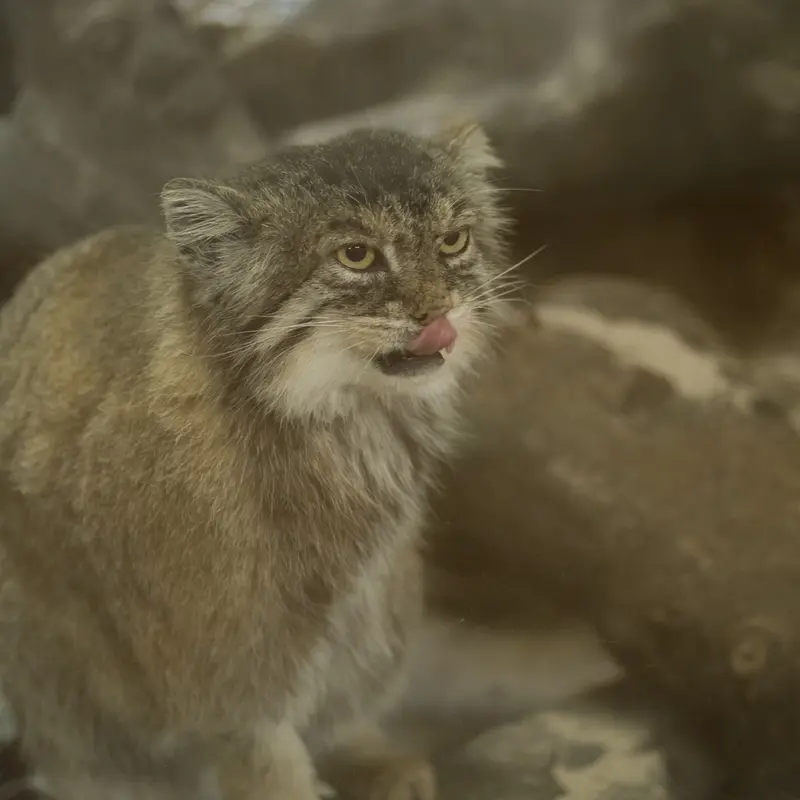 Фотография Примулы в Зоопарке Уено