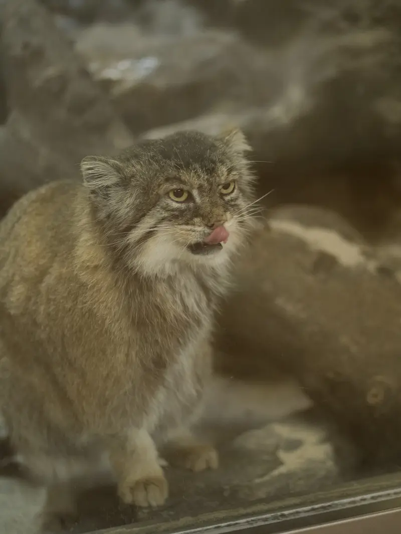 Фотография Примулы в Зоопарке Уено