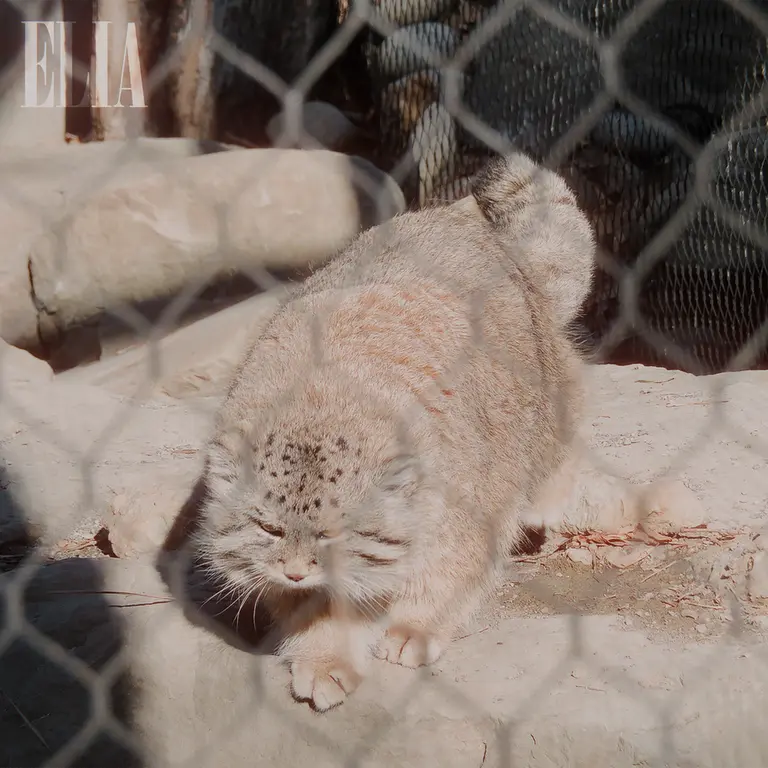 Фотография Олафа в Зоопарке Калгари / Институте Уайлдере