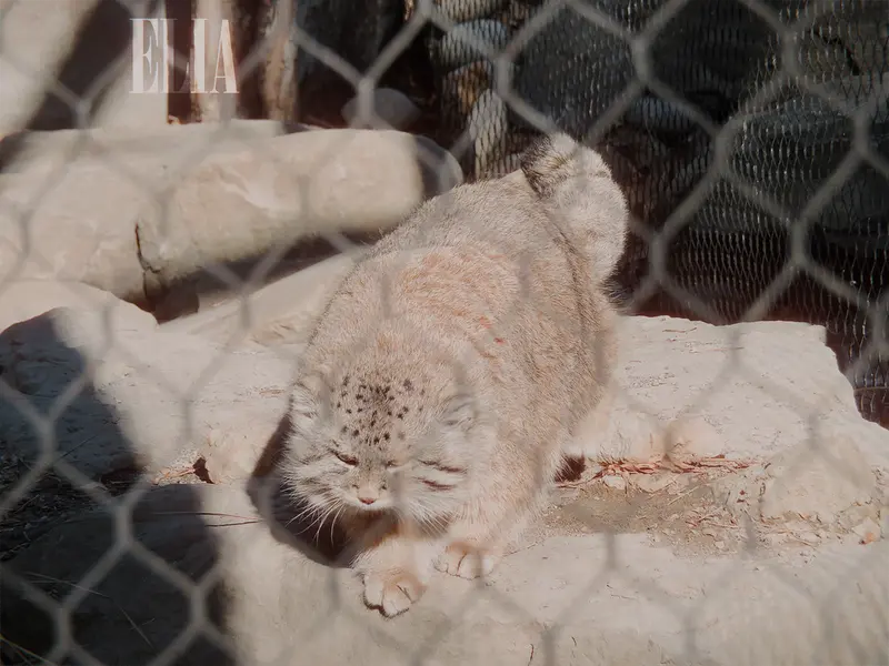 Фотография Олафа в Зоопарке Калгари / Институте Уайлдере