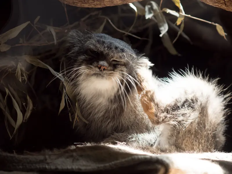 Фотография Клёна в Зоопарке Уено