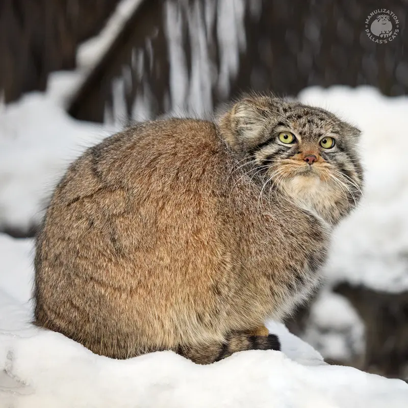 Фотография Зоси в Новосибирском Зоопарке
