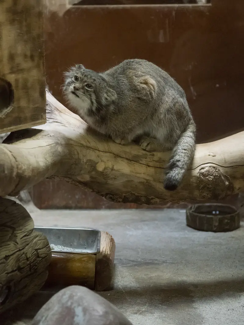 Фотография Клёна в Зоопарке Уено