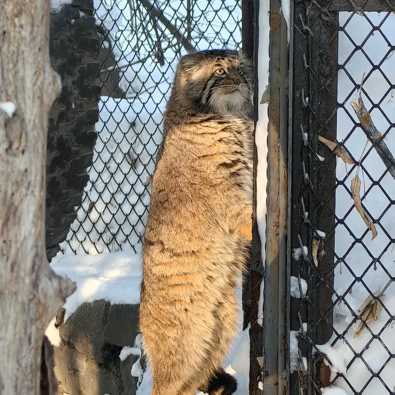 Фотография Ачи в Новосибирском Зоопарке
