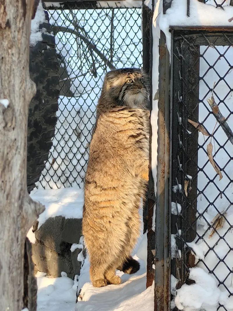 Фотография Ачи в Новосибирском Зоопарке