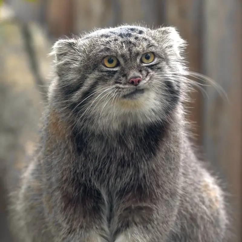 Фотография Нара в Царстве Животных Кобе