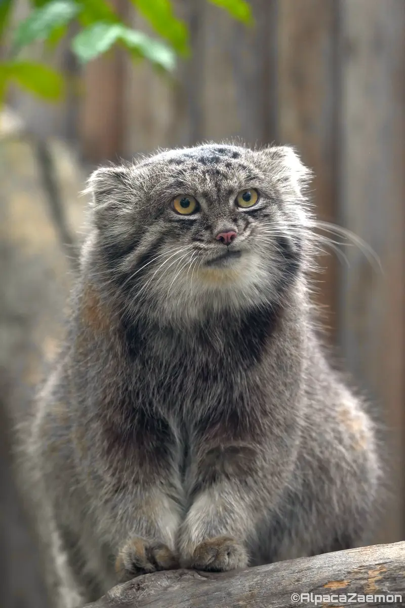 Фотография Нара в Царстве Животных Кобе