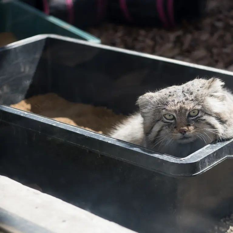 Фотография Лотоса в Детском зоопарке Сайтама