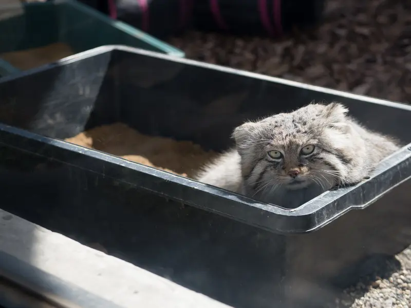 Фотография Лотоса в Детском зоопарке Сайтама