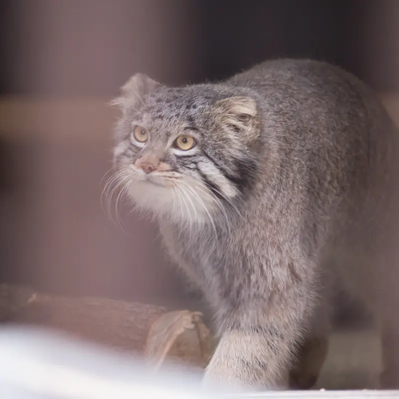 Фотография Фиги в Зоопарке Ногеяме