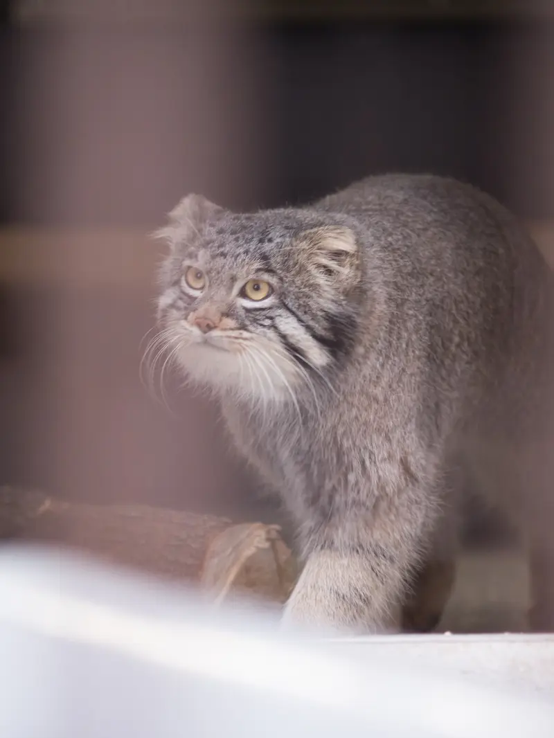 Фотография Фиги в Зоопарке Ногеяме