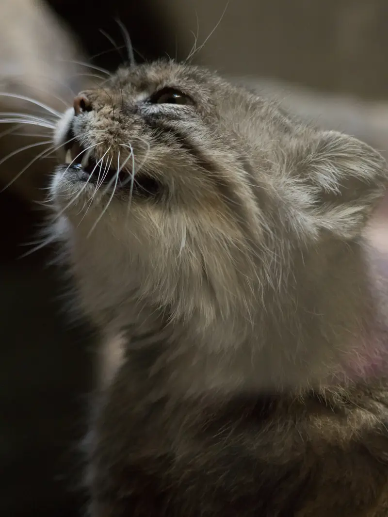 Фотография Примулы в Зоопарке Уено