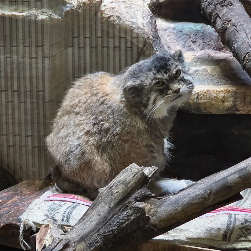 Фотография Примулы в Зоопарке Уено