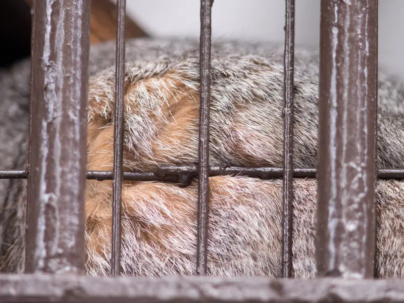 Фотография Фиги в Зоопарке Ногеяме