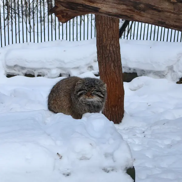 Фотография Лолошика 2024 Г.р. Ⅵ в Новосибирском Зоопарке