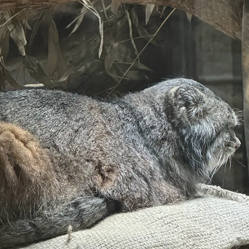 Фотография с манулом