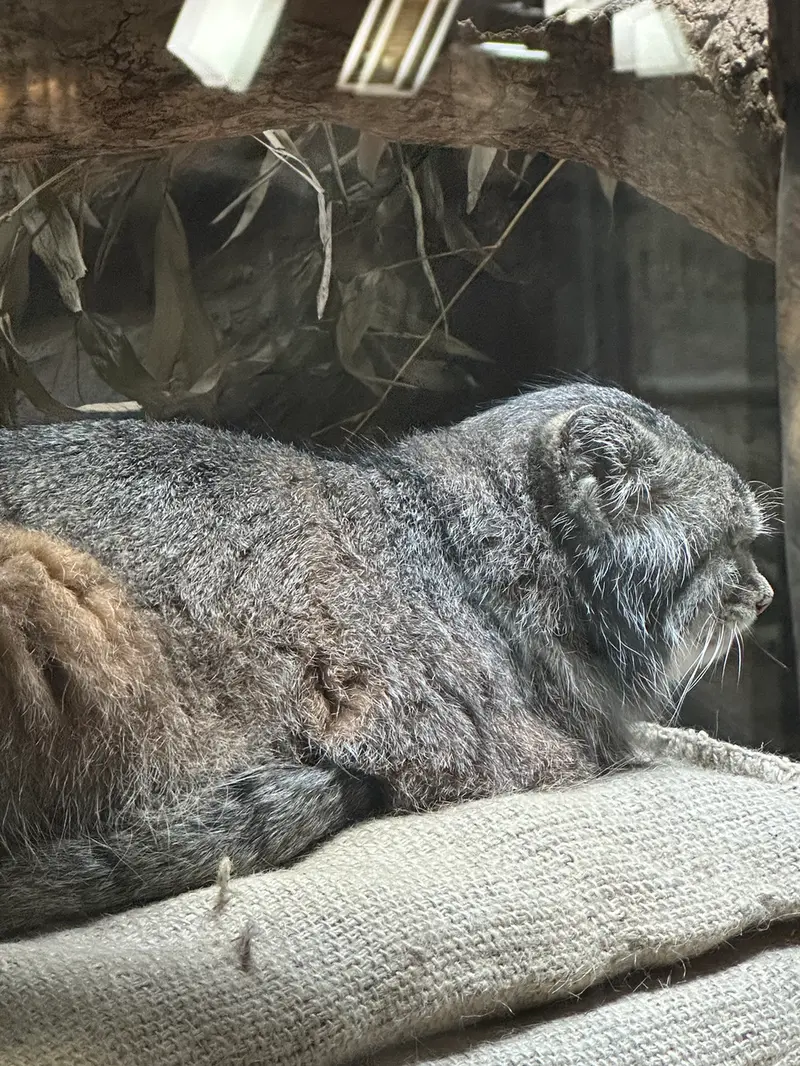 Фотография с манулом