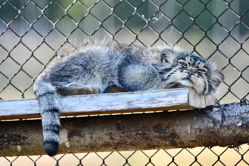 Фотография Атлана в Парке диких животных Порт-Лимпн