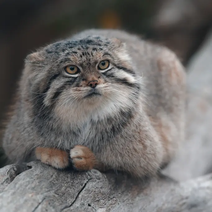 Фотография Льва в Царстве Животных Насу