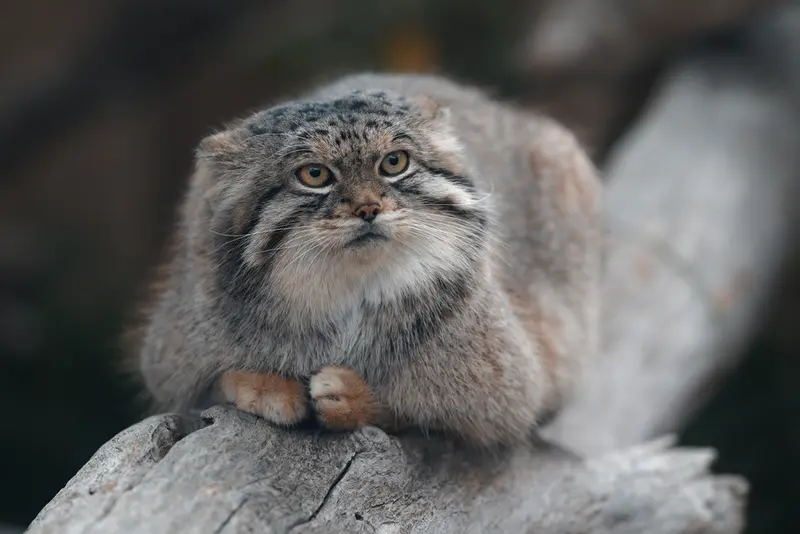 Фотография Льва в Царстве Животных Насу