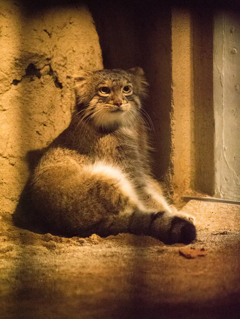 Фотография Фиги в Зоопарке Ногеяме