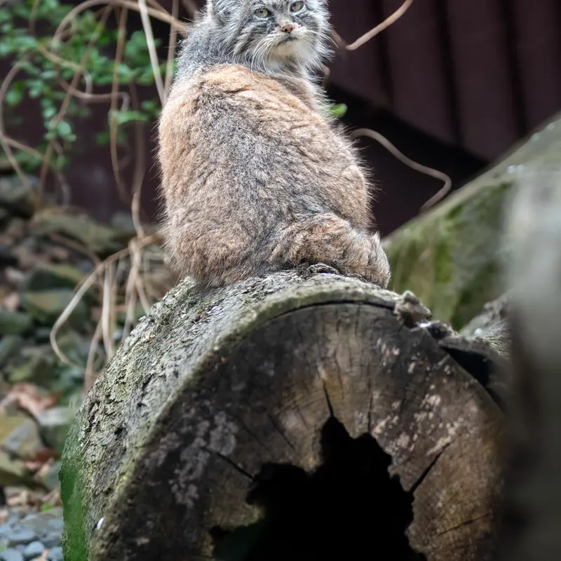 Фотография Мойры в Остравском Зоопарке