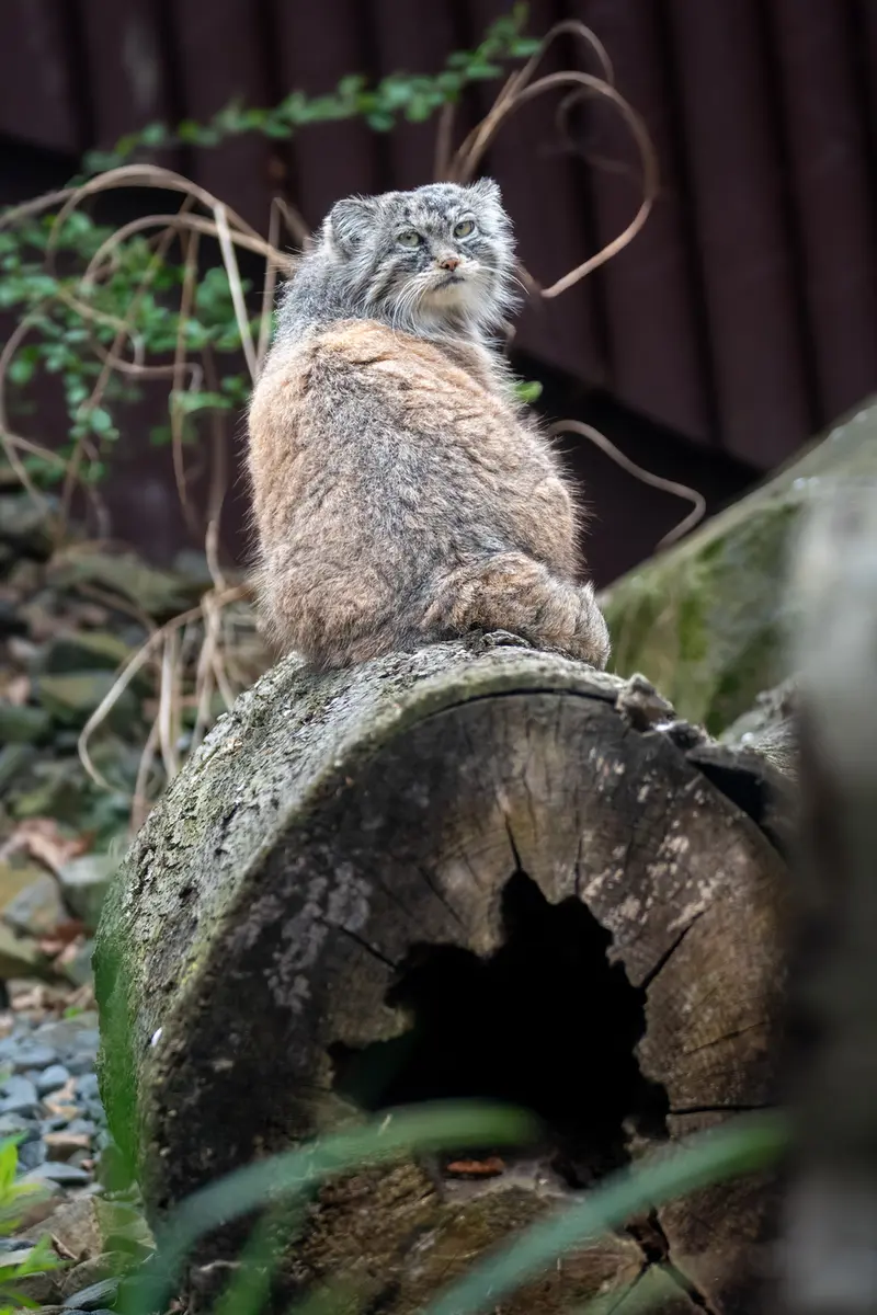 Фотография Мойры в Остравском Зоопарке