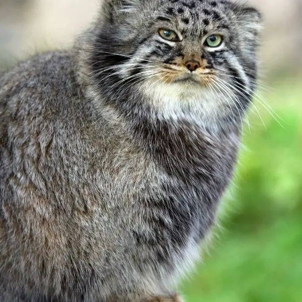 Фотография Дарлая в Московском Зоопарке