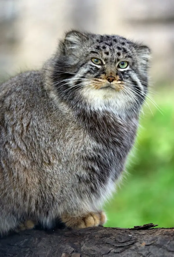 Фотография Дарлая в Московском Зоопарке