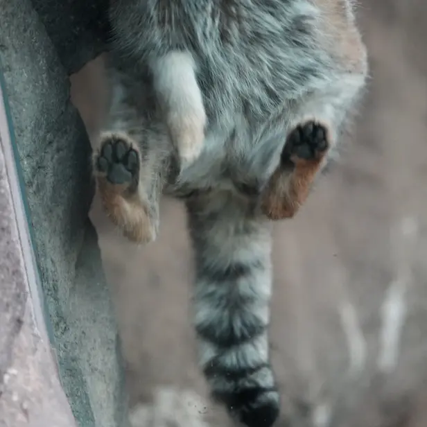 Фотография Ото в Детском зоопарке Сайтама