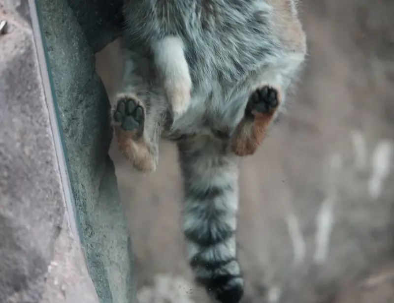 Фотография Ото в Детском зоопарке Сайтама