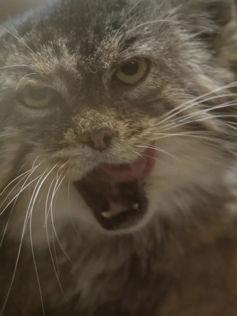 Фотография Примулы в Зоопарке Уено