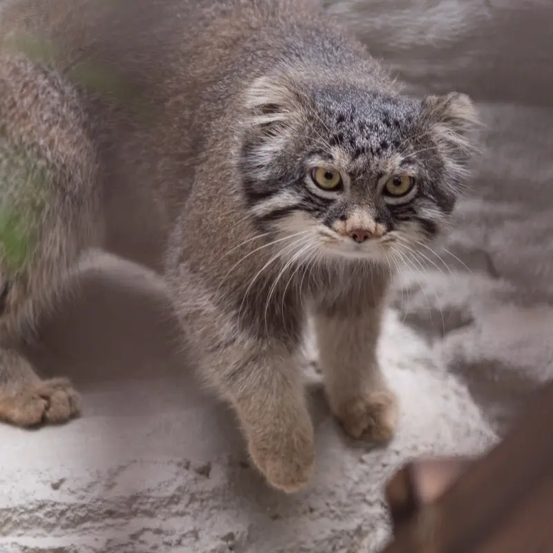 Фотография Фиги в Зоопарке Ногеяме