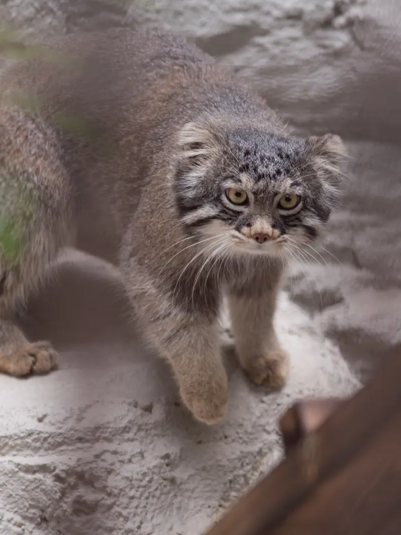 Фотография Фиги в Зоопарке Ногеяме