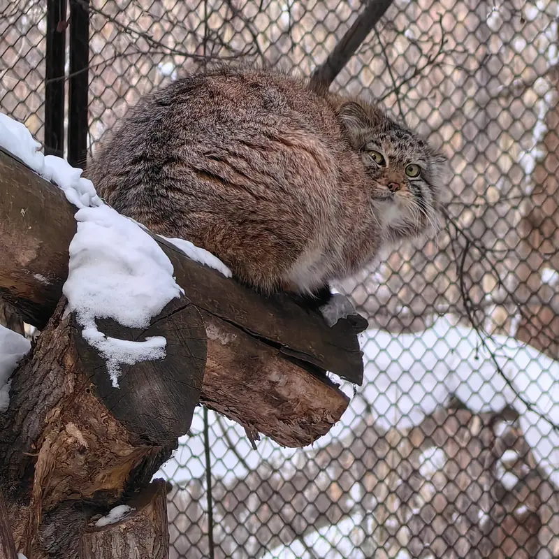Фотография Сычика в Новосибирском Зоопарке